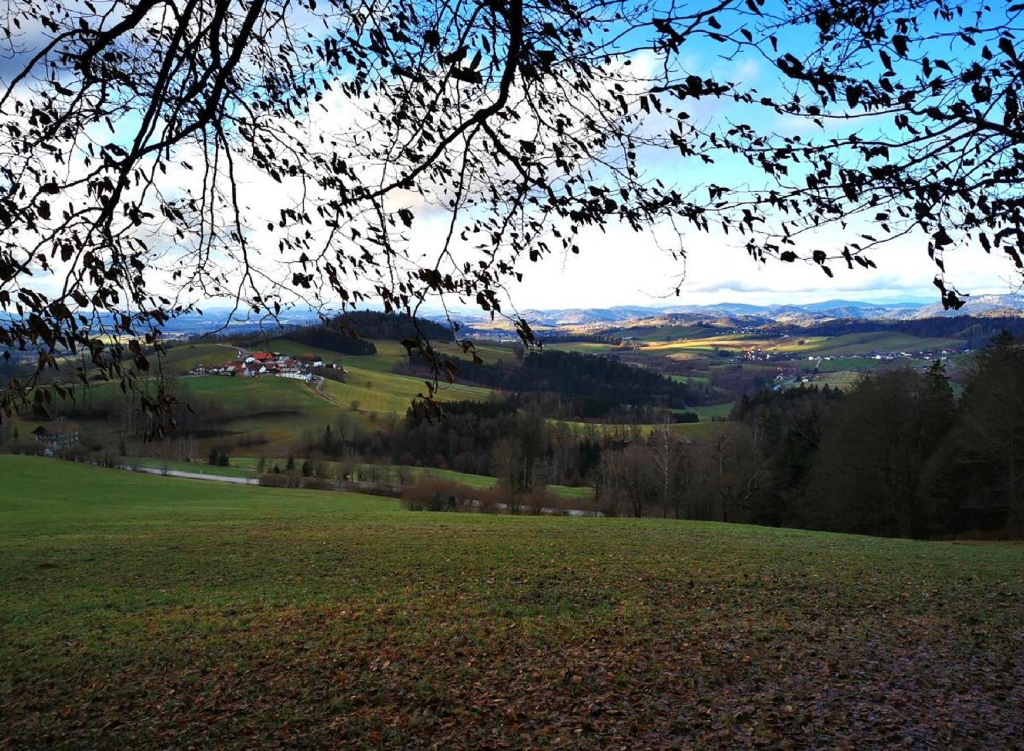Ferienwohnung Am Woid - Herrliche Alleinlage - Vegane Einrichtung Waldkirchen Exterior photo